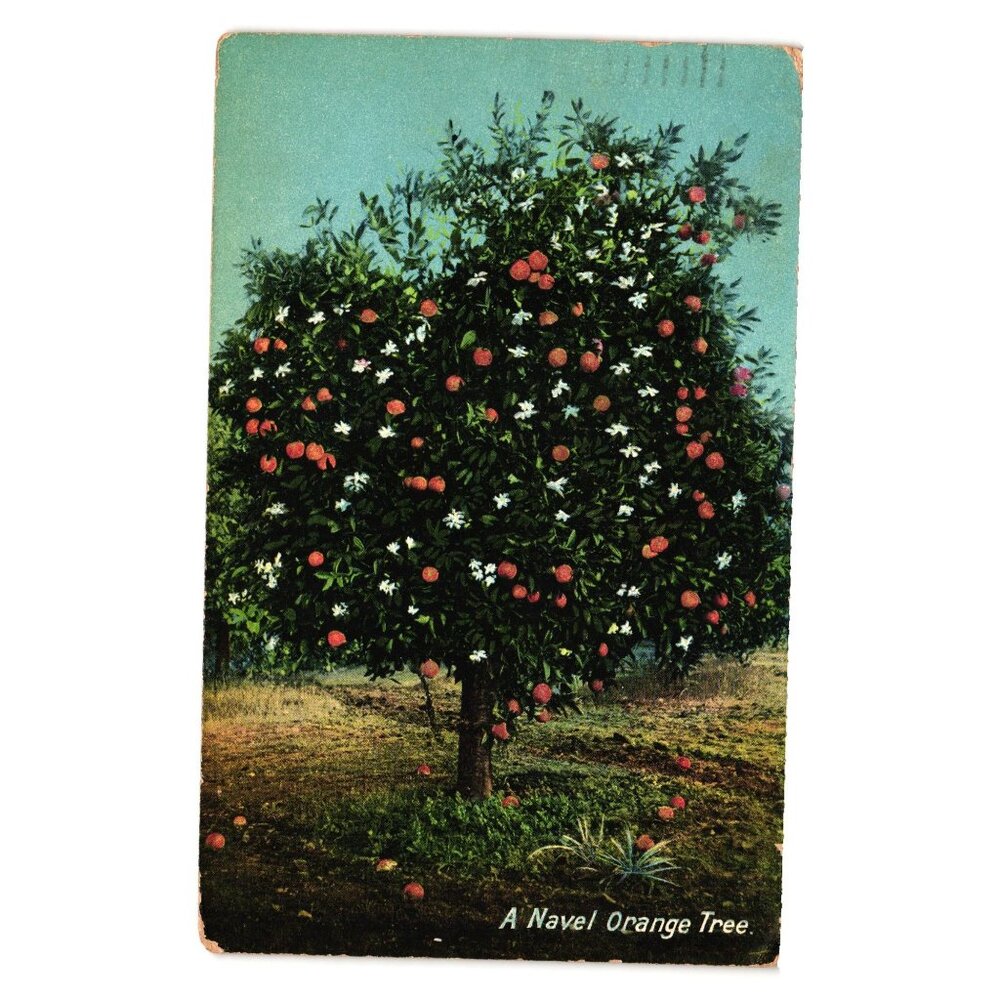 Navel Orange Tree Vintage Postcard 1910 Newman Postcard Co Los Angeles Antique